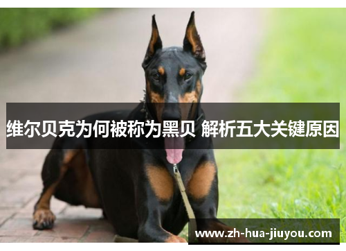 维尔贝克为何被称为黑贝 解析五大关键原因